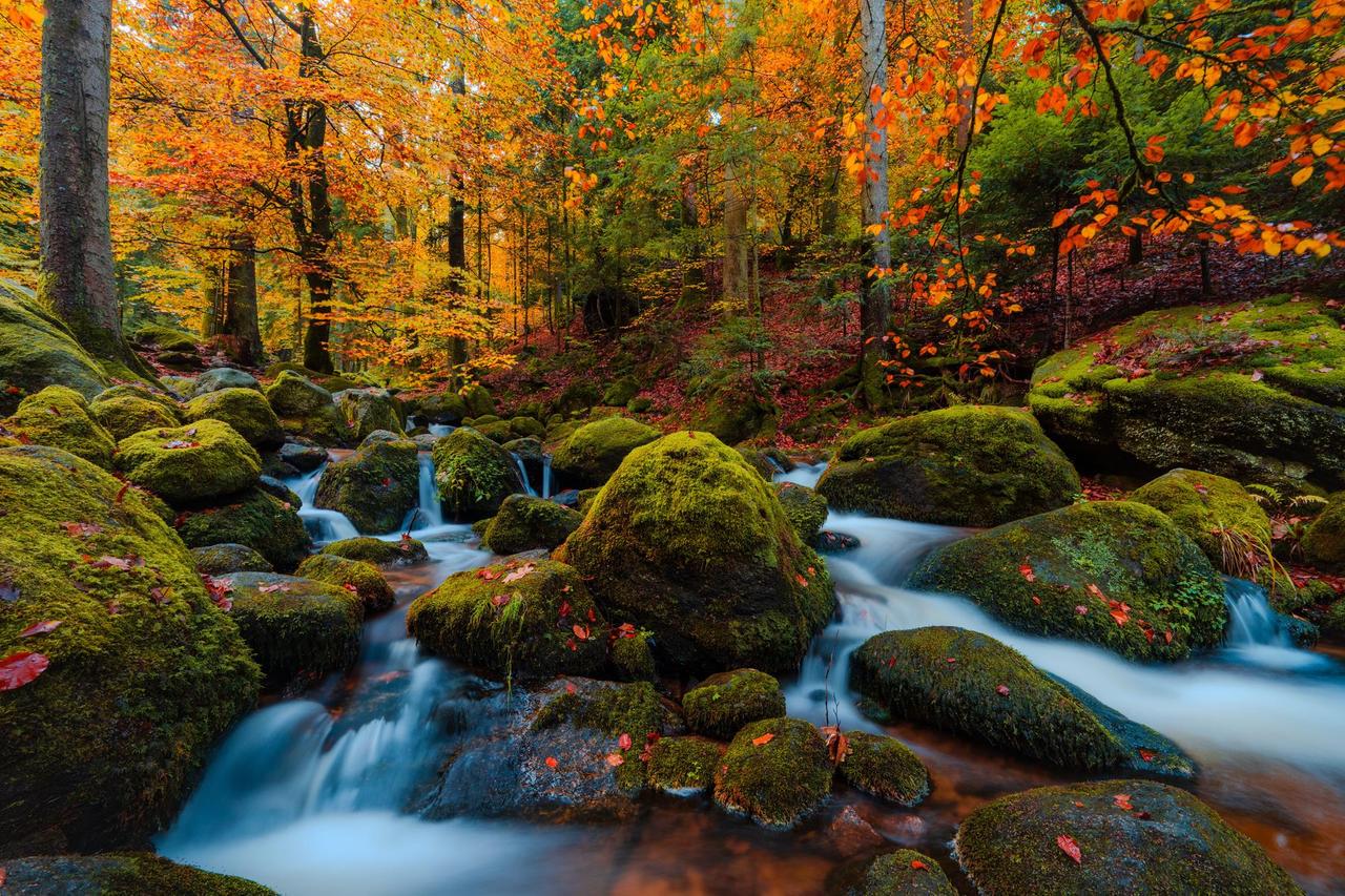 Картина на холсте Природа 50х70 см (PR437m)