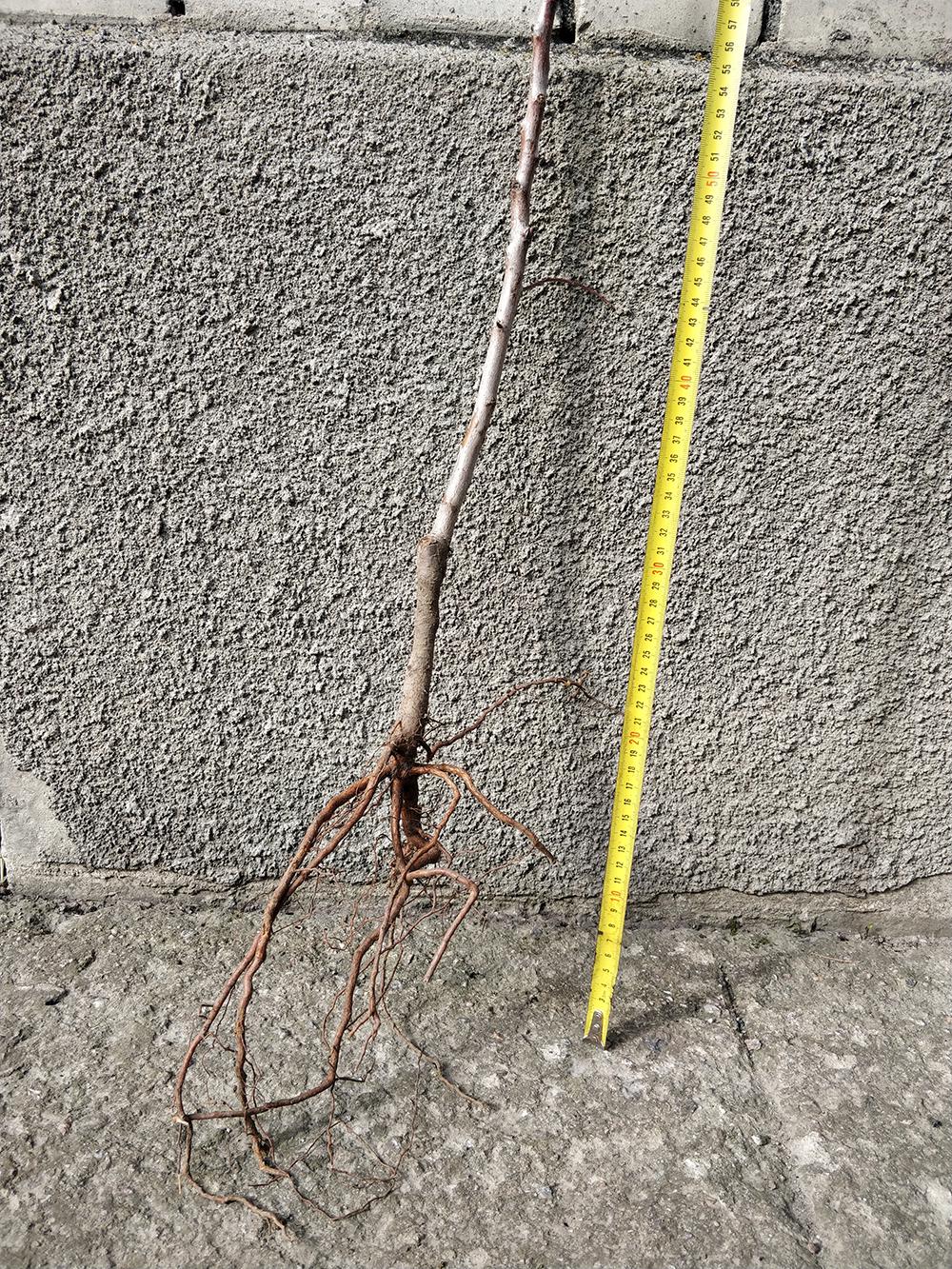 Миндаль сорт Бумажный 1-летний (14896111) - фото 4