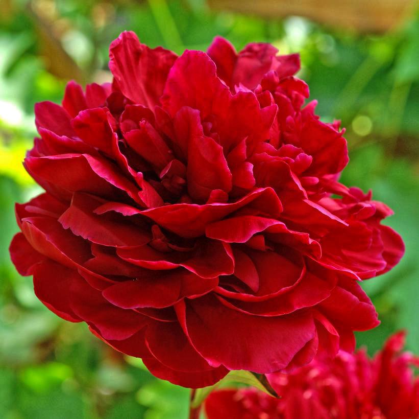 Пион Ред Сара Бернард Red Sarah Bernhardt 1 шт. (38289017)