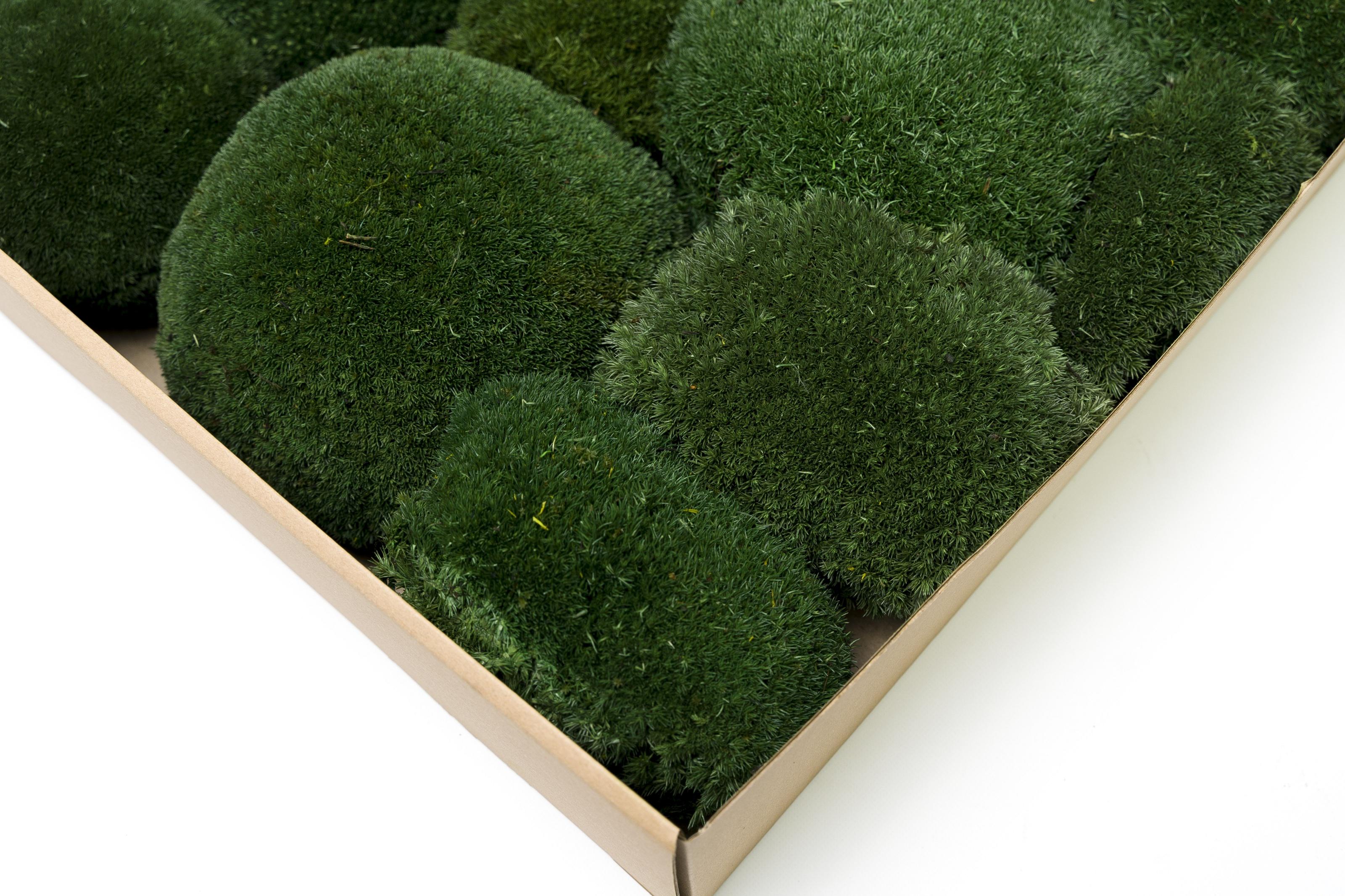 Стабілізований мох Organic Design Кочка 0,15 м2 Forest Green (203-10) - фото 3 Стабілізований мох Organic Design Кочка 0,15 м2 Forest Green (203-10) - фото 3