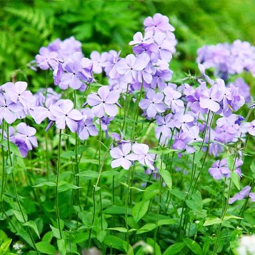 Флокс Florium Florium Blue Moon растопыренный (15685)