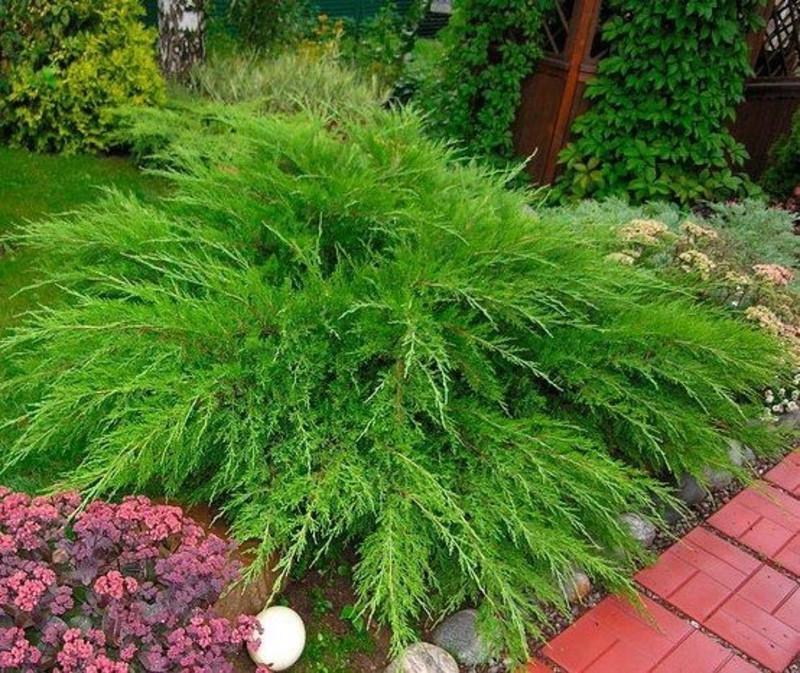 Можжевельник средний Минт джулеп С7,5 (2669484437) - фото 3