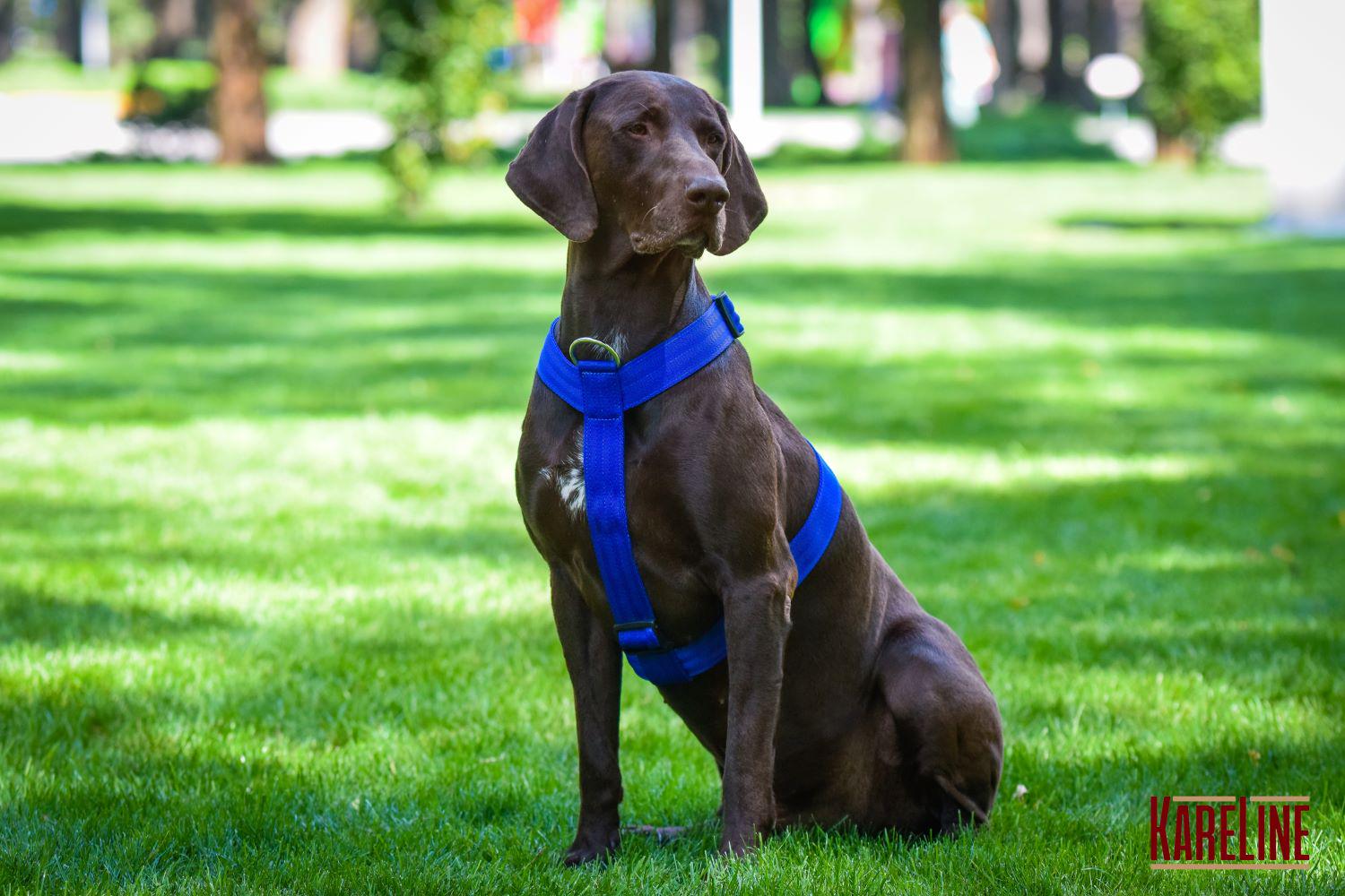 Шлея анатомическая KareLine из нейлона со светоотражающими элементами 25 мм А:340-540 мм В:470-690 мм Синий (0976/7) - фото 5 Шлея анатомическая KareLine из нейлона со светоотражающими элементами 25 мм А:340-540 мм В:470-690 мм Синий (0976/7) - фото 5