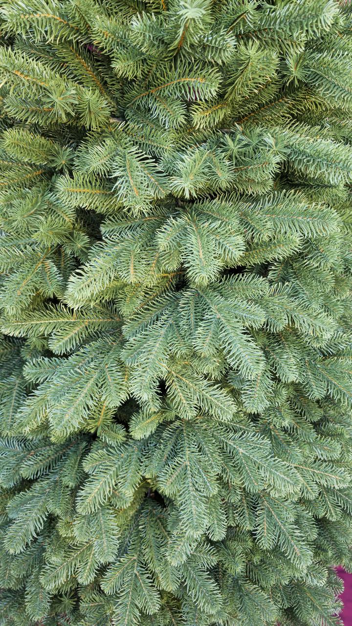 Искусственная елка литая на крабах Триумф с самораскладывающимся механизмом Umbrella 2,5 м (28458498) - фото 10 Искусственная елка литая на крабах Триумф с самораскладывающимся механизмом Umbrella 2,5 м (28458498) - фото 10