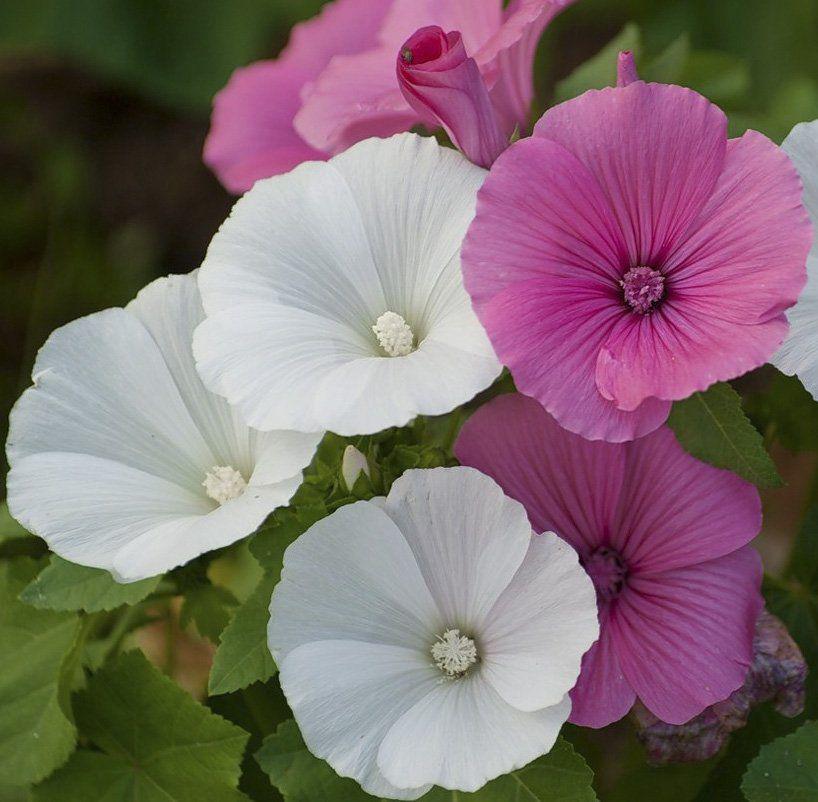 Семена Лаватера Серебряный бокал смесь Профессиональные семена ТД Гекса-Украина 02-01-051 0.5 г (IR002967)