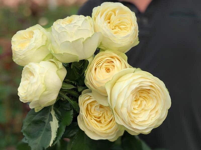 Роза Pure Blonde Чайно-гибридная в контейнере (2669458621)