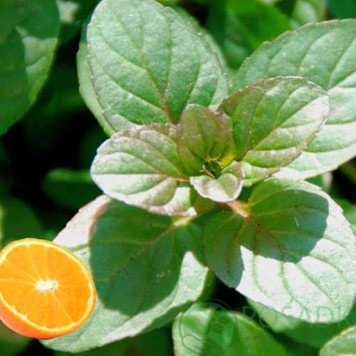 Саженцы корневище Мята апельсин в горшке 0,5 л