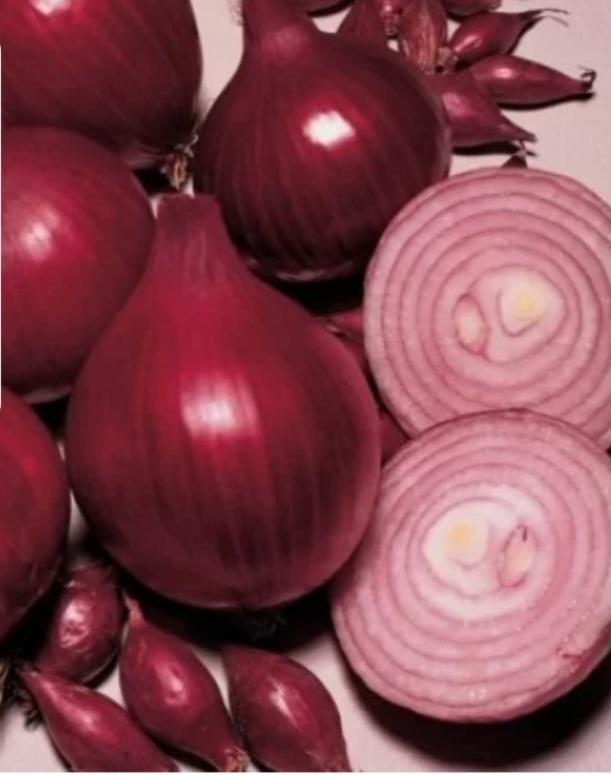 Лук-саженец Red Baron (25)