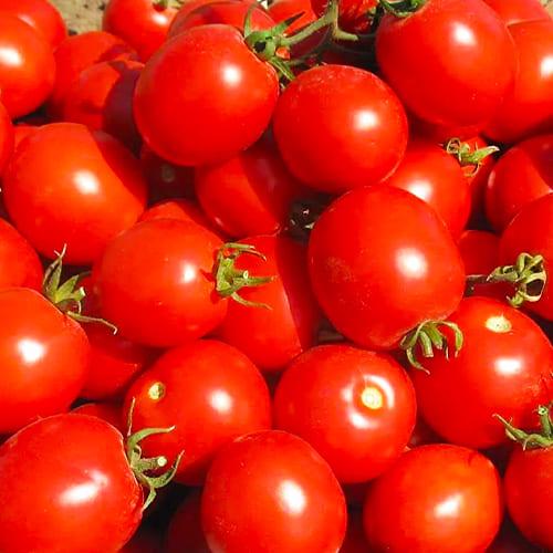 Семена Томат Florium Солероссо F1 (4899) - фото 2