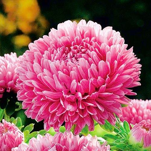 Семена Астра Florium пионоподобная Сивая Дама красная (12309)