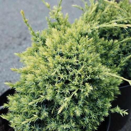 Саджанець ялівцю лускатого Juniperus squamata Gold Tip Р9 (1418764967) - фото 3