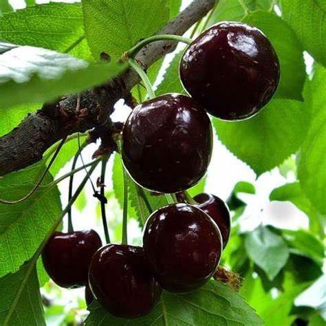 Саджанець вишні Чорнокорка Ранній сорт (2073075907)