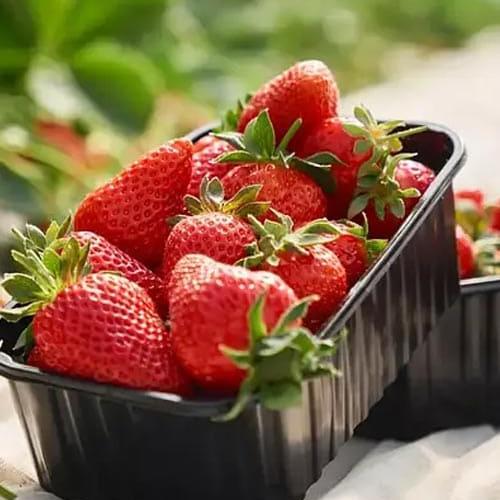 Сажанец Клубника Искья Ischia ремонтантный сорт 5 шт. (44706)