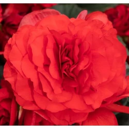Семена цветов Бегония клубневая Limitless F1 Dark Red Syngenta 250 шт. (BN10629-2)