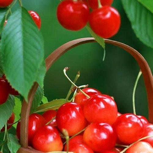 Сажанец Черешня розовая Аэлита летний сорт среднепоздний срок созревания (35976)