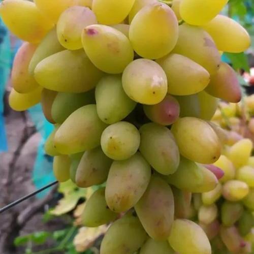 Сажанець Виноград Артек ранній/великий/солодкий (153316)