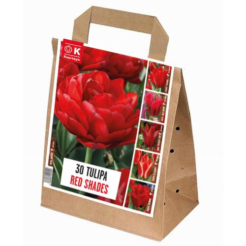 Тюльпан Floriumы Red Shades (15311)
