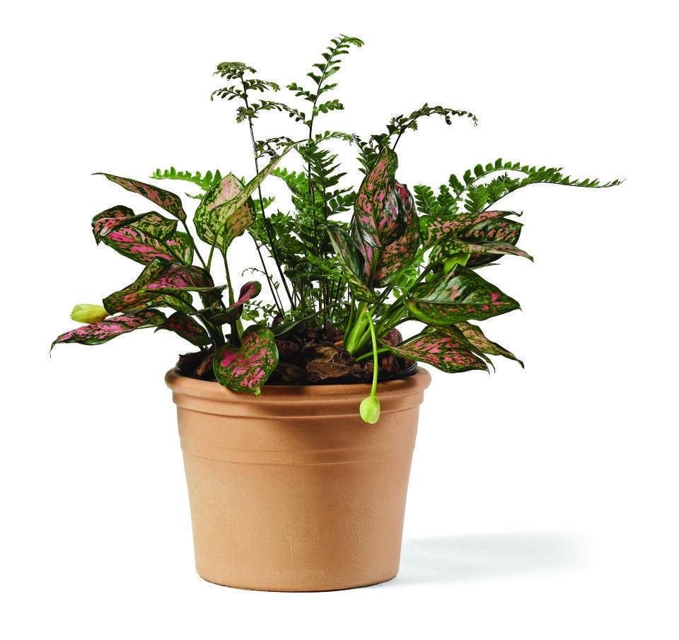 Вазон глиняний TeraPlast MARTE TERRA VIVA 28 см (A-014715) - фото 3