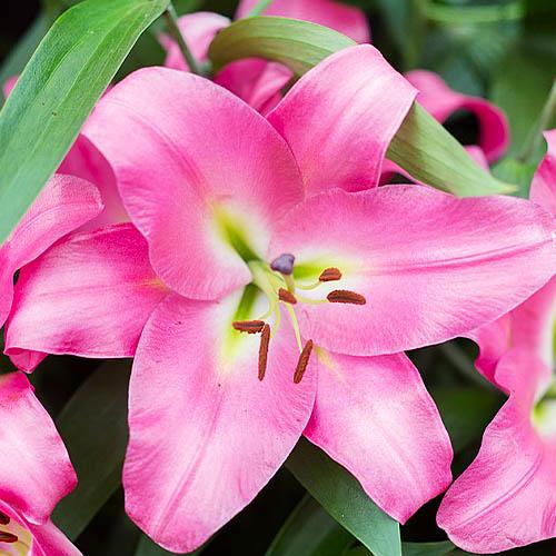 Лилия Maldano Florium