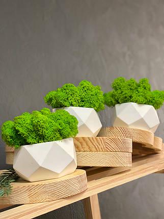 Кашпо зі стабілізованим мохом 9 см Кашпо зі стабілізованим мохом 9 см