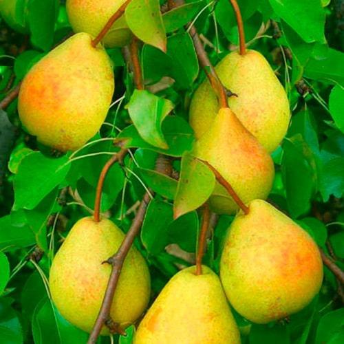 Сажанец Груша Млиевская Зимняя зимний сорт/поздний срок созревания (178393) Сажанец Груша Млиевская Зимняя зимний сорт/поздний срок созревания (178393)