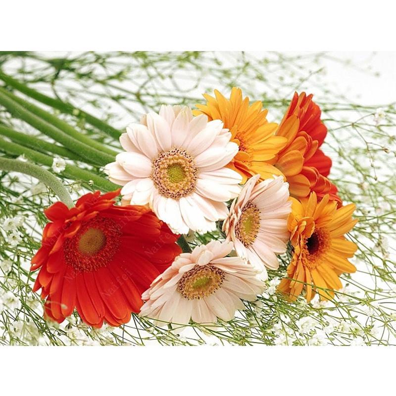 Картина по номерам Josef Otten Цветы Цветы 40х50 см в термопакете (5140RA_O-mt)