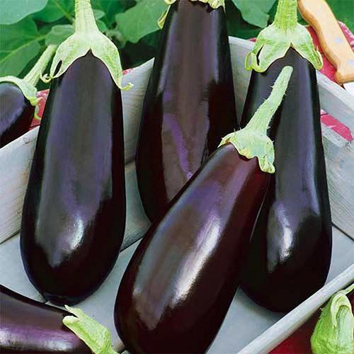 Насіння Баклажан Florium Епік F1 (4161) - фото 2 Насіння Баклажан Florium Епік F1 (4161) - фото 2