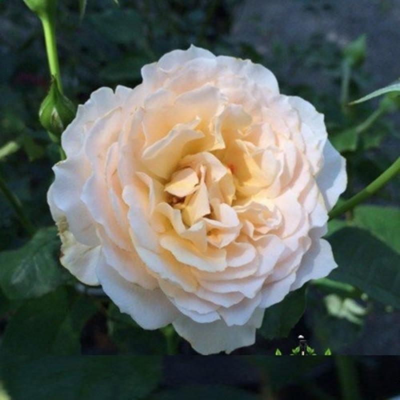 Роза Excalibur Флорибунда в контейнере (2669458411) - фото 5 Роза Excalibur Флорибунда в контейнере (2669458411) - фото 5