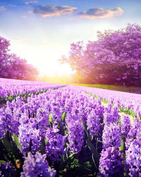 Картина по номерам Strateg Пейзаж Лаванда на рассвете 40х50 см в термопакете (VA-1770-mt)