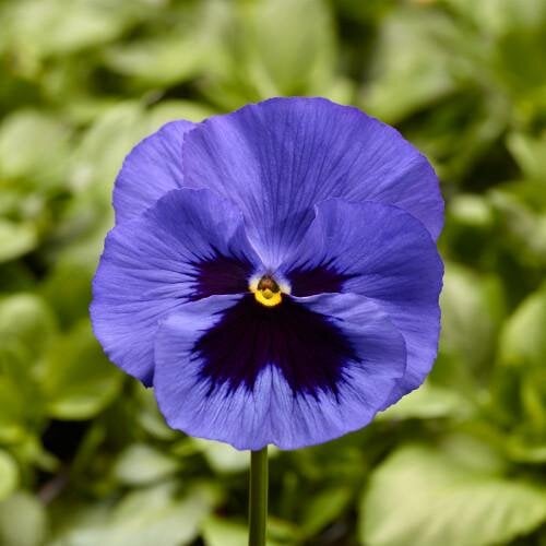 Семена цветов Виола Fino F1 Blue with Blotch Syngenta 1000 шт. (BN08428)
