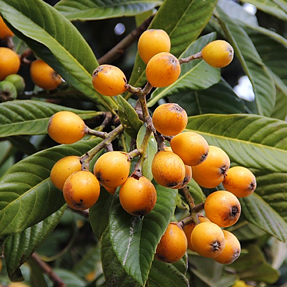 Саженец мушмулы Японская (14965353)