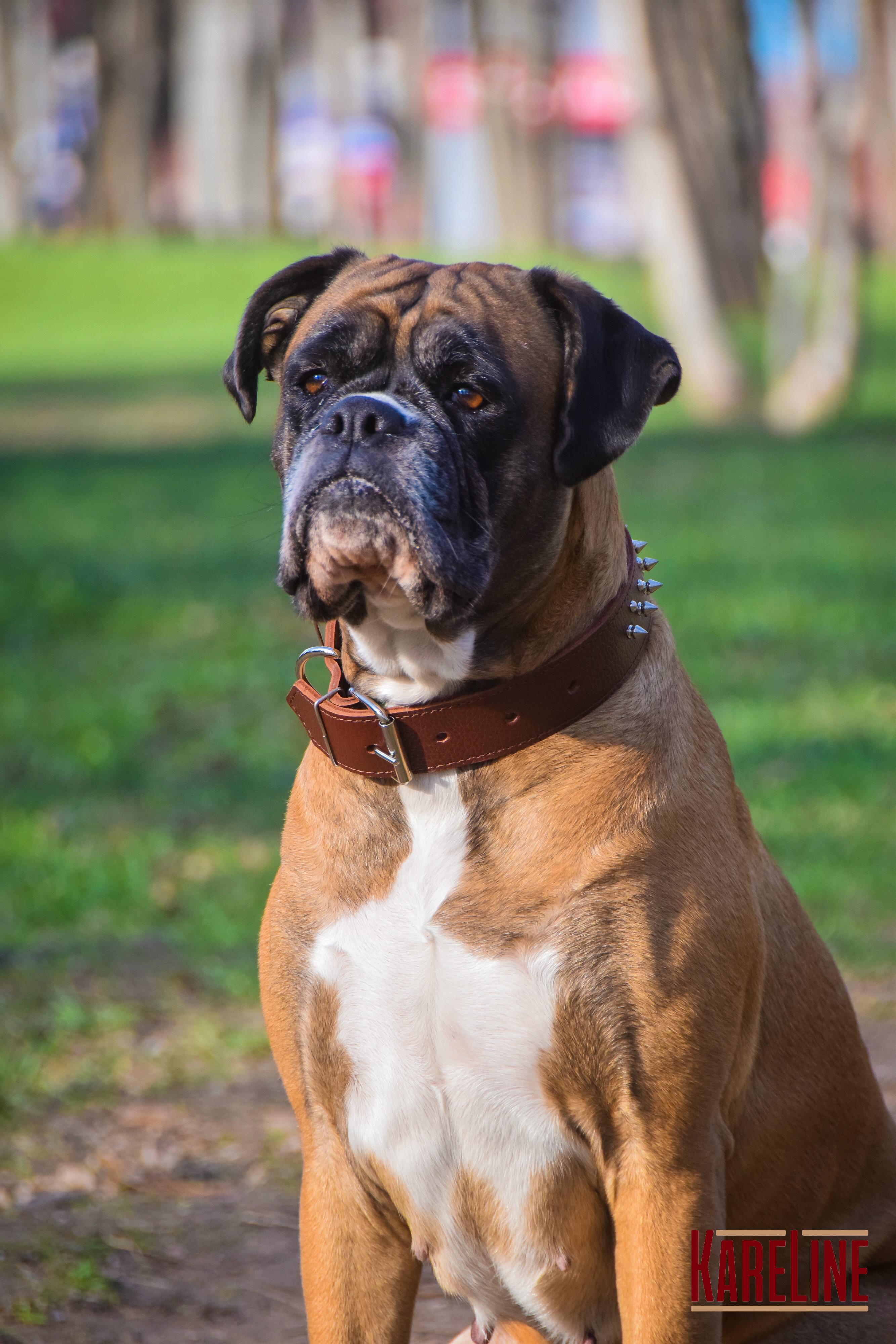 Ошейник KareLine из натуральной кожи с заклепками и шипами 40 мм 500-650 мм (1766/2) - фото 3 Ошейник KareLine из натуральной кожи с заклепками и шипами 40 мм 500-650 мм (1766/2) - фото 3