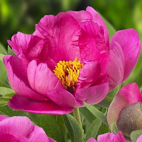 Пион Florium ITOH Pink Ardour (9702)