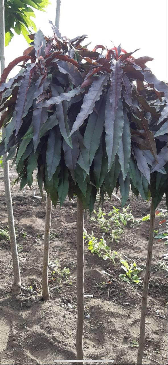 Персик Бургунді на штамбі червонолистий (13004349)