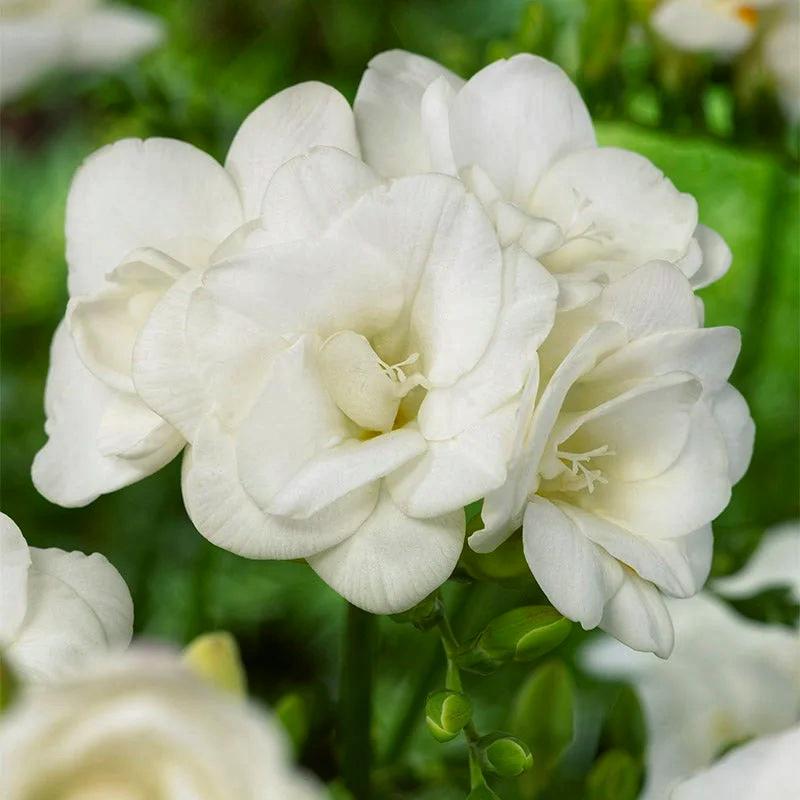 Фрезія махрова Dobrodar double White 9 шт. Білий (38281338)