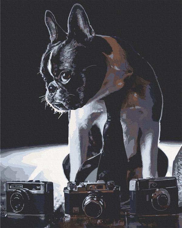 Картина по номерам ART CRAFT Фругский бульдог-фотограф 40х50 см