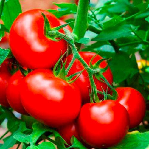 Семена Томат Florium Казка (17283)