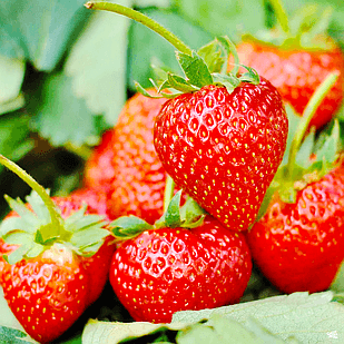 Саженец клубники Williams ремонтантная сочная (1353409512)