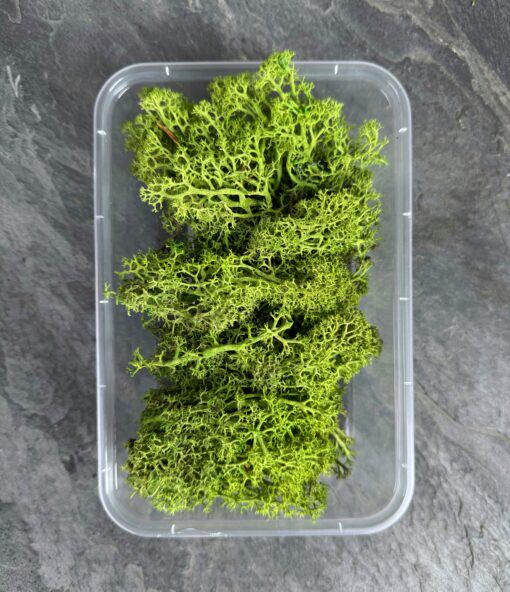 Мох ягель стабилизированный Premium 15 г Светло-зеленый