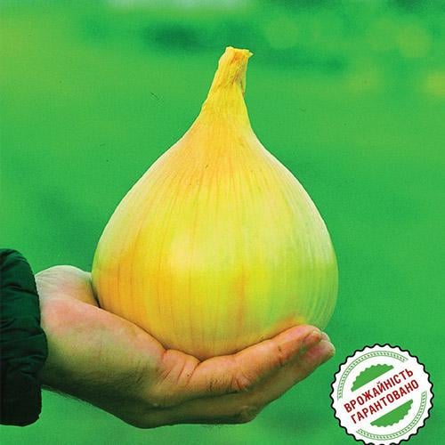 Насіння Цибуля Florium Ексибішен Салатовий (4910) - фото 3 Насіння Цибуля Florium Ексибішен Салатовий (4910) - фото 3