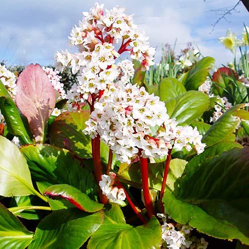 Бергенія Florium Bressingham White (5468) - фото 2