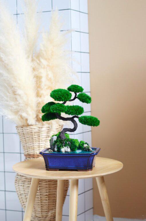 Бонсай на скелях зі стабілізованими рослинами 30х20 см