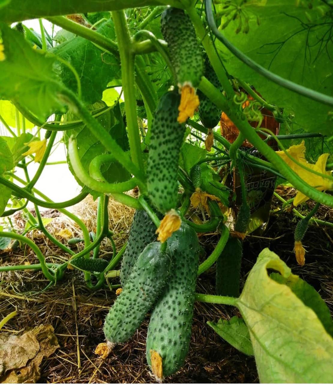 Насіння Cultiva Огірок Кібрія F1 10 шт. (O8) - фото 3