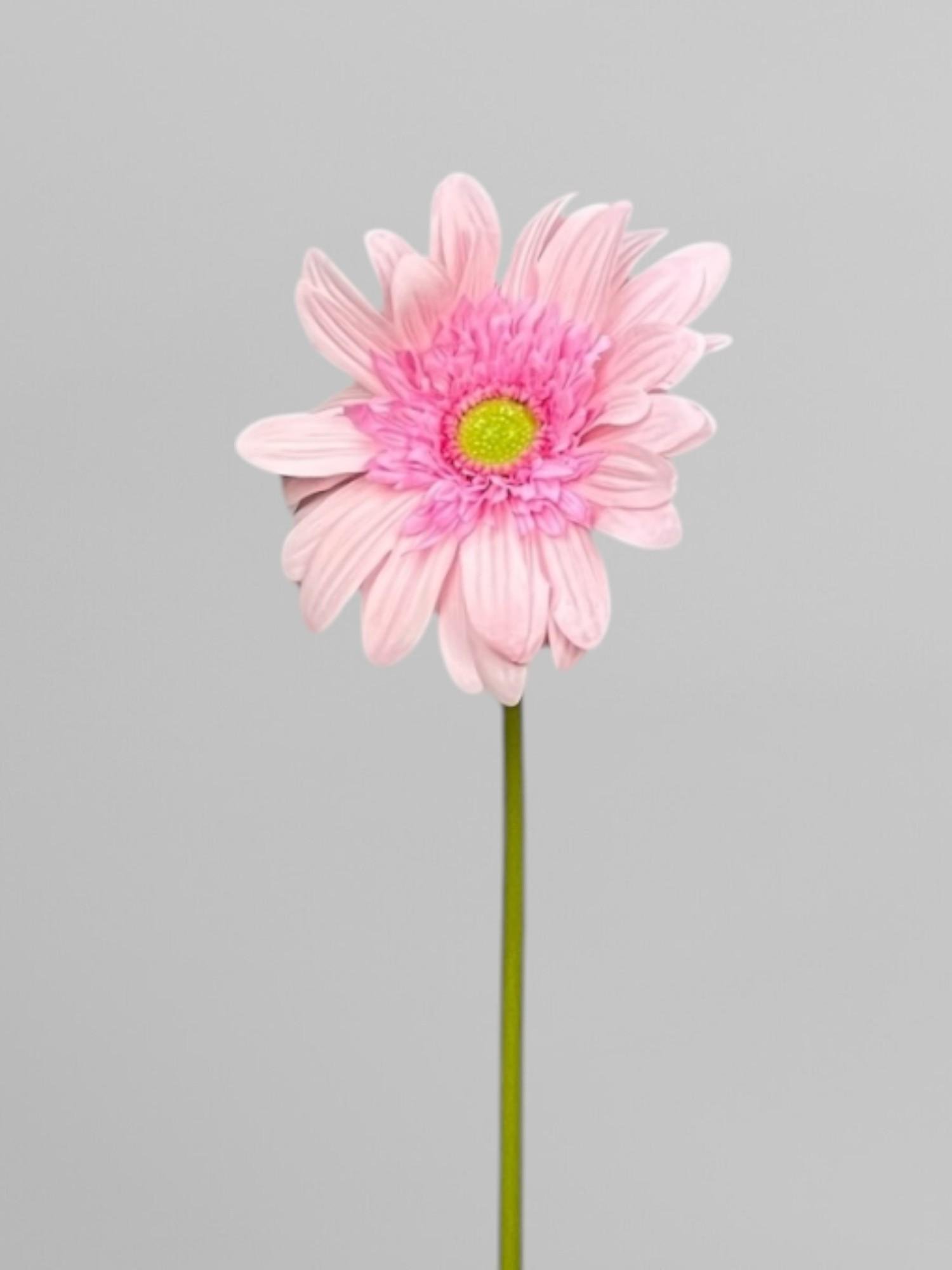 Искусственная гербера на стебле для декора 64 см Розовый (К13060)