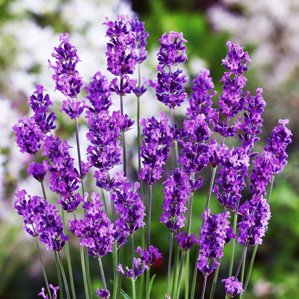 Саженец лаванды Матильда (14965171)