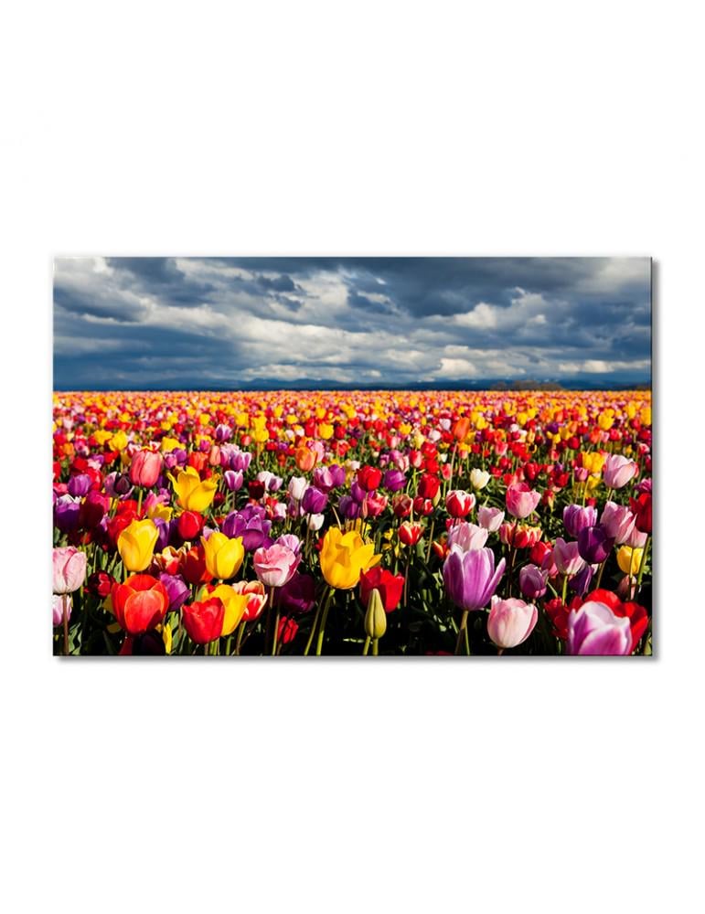 Картина модульная Поле тюльпанов и грозовое небо 1 модуль 50x75 см