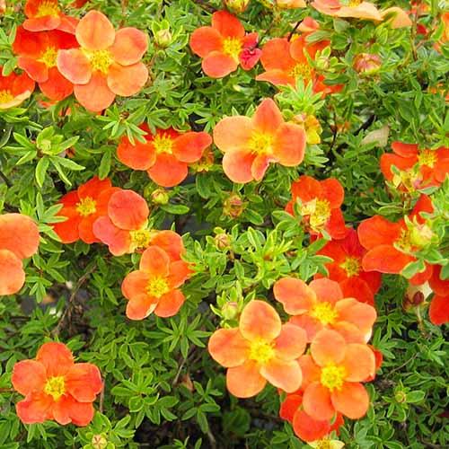 Лапчатка Florium Hopleys Orange (11220) - фото 2