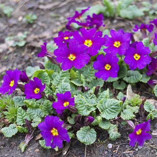 Примула Florium Wanda (11420)