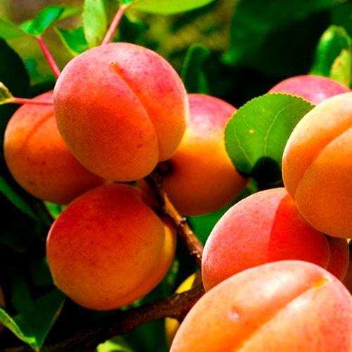 Сажанец Абрикос Харкот летний сорт поздний срок созревания (46222)