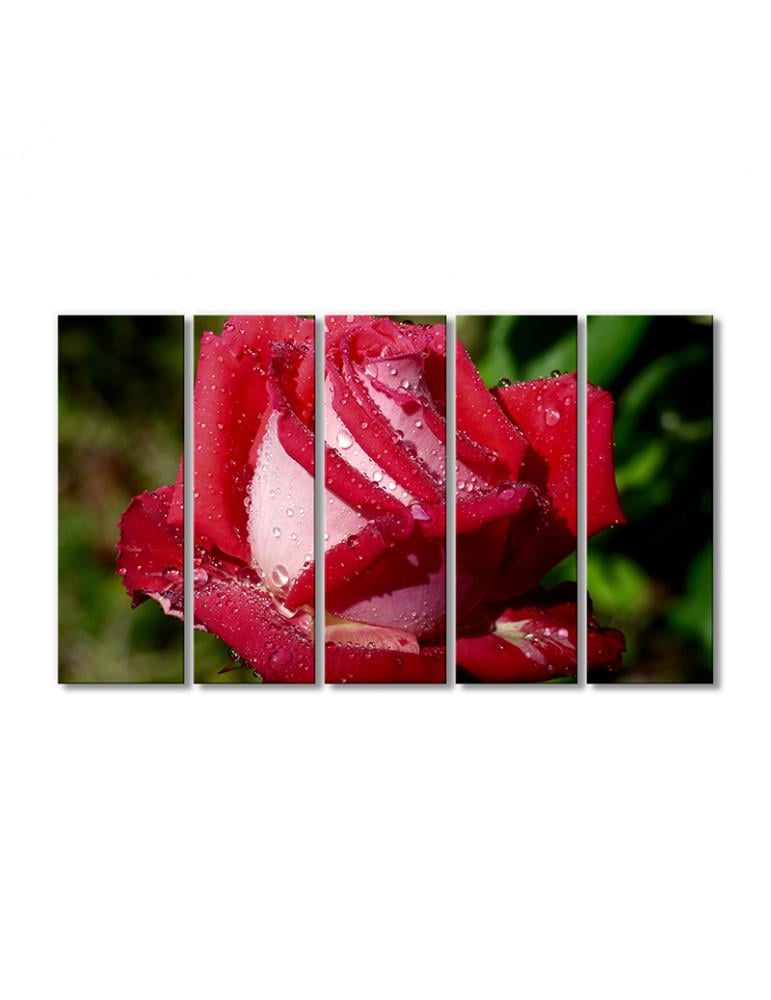 Картина модульная Роза в каплях воды 5 модулей 90x135 см